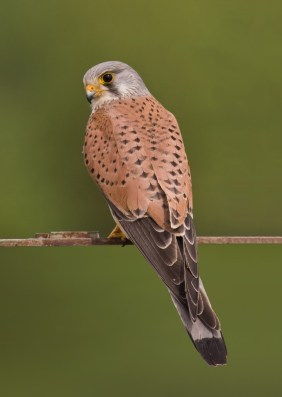 Common_kestrel_falco_tinnunculus