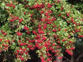 hawthorn-berries